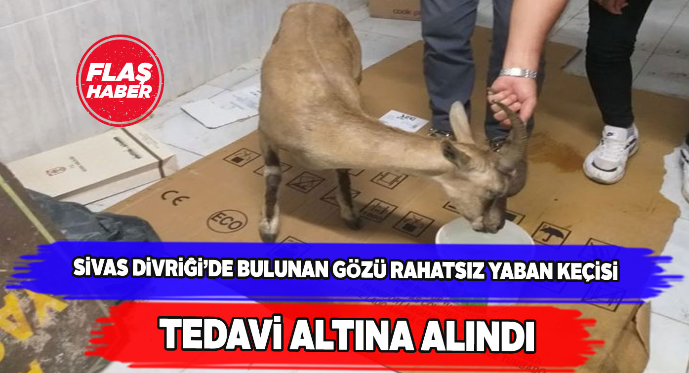 Gözünde problem olan yaban keçisi emin ellerde