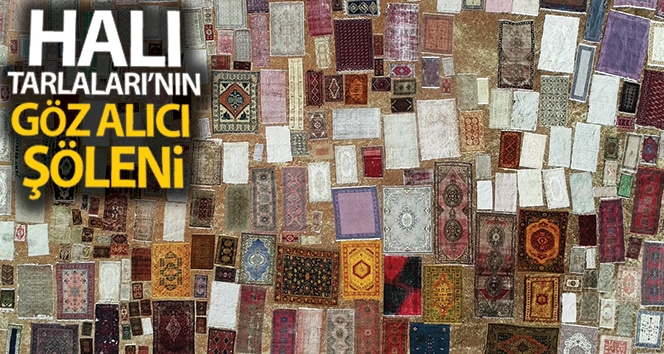 Halı tarlaları sezonu açtı, buğday topraklarında bir renk isyanı yaşandı