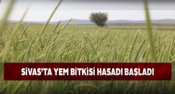 Vali Ayhan tırpanı eline alıp hasat yaptı