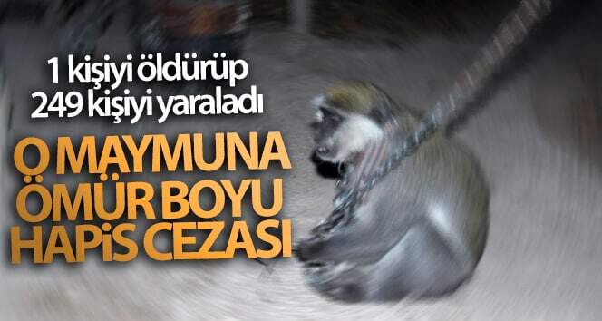 Hindistan’da 1 kişiyi öldüren ve 249 kişiyi yaralayan maymun için ömür boyu hapis cezası