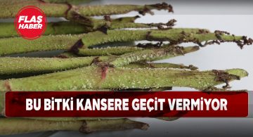 Işkın bitkisinin faydaları saymakla bitmiyor