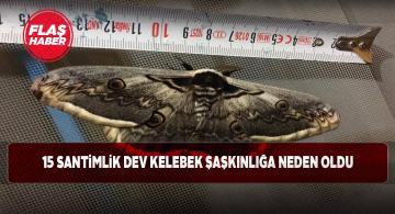 Koyulhisar’da eşi benzeri görülmemiş kelebek