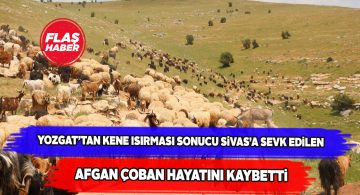 Kene tarafından ısırılan Afgan uyruklu çoban kurtarılamadı