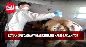 Koyulhisar’da kene vakalarını düşürecek önlem