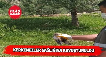 Sivas’ta 3 kerkenez kuşu iyileştirilerek doğaya bırakıldı