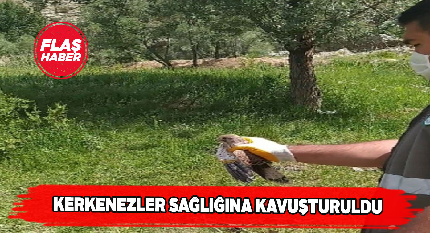 Sivas’ta 3 kerkenez kuşu iyileştirilerek doğaya bırakıldı