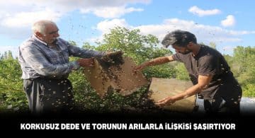 Koruyucu elbise olmadan arıcılık yapıyorlar!