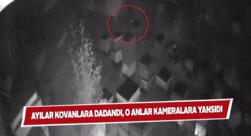 Bal peşindeki ayılar 2 kovana zarar verdi