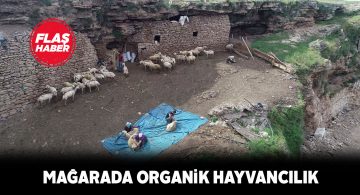 Sivaslı aileden sıradışı koyun yetiştiriciliği yöntemi