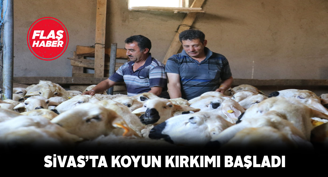 Sivas’ta koyunlar yüklerinden bir buçuk dakikada kurtuluyor