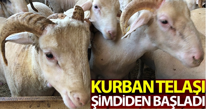 Kurban acele başladı, buzağılar çalıştırdı