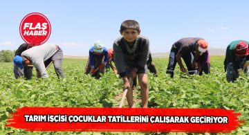 Urfa’dan Sivas’a gelen minikler şeker pancarı çapalıyor