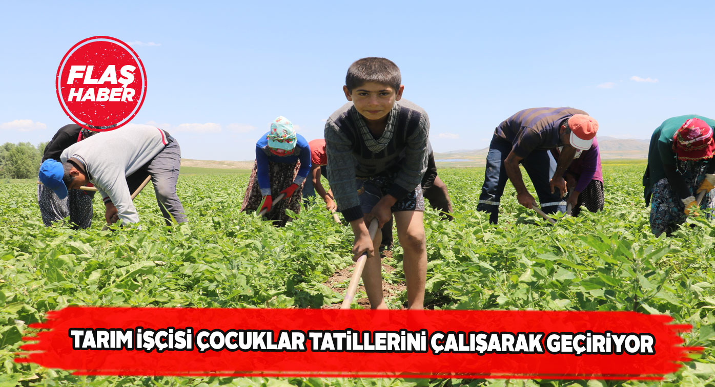Urfa’dan Sivas’a gelen minikler şeker pancarı çapalıyor