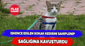 Şiddet mağduru kediye genç kız gözü gibi bakıyor