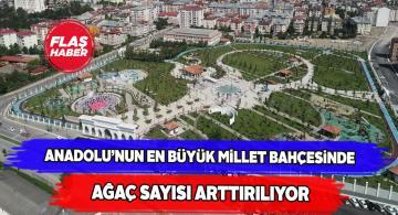 Sivas Millet Bahçesi’ne 500 ağaç daha dikilecek