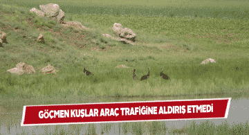Ulaş’ta göçmen kuşların su sefası