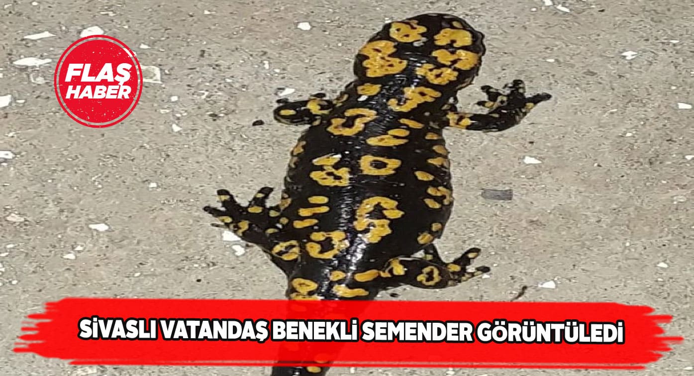 Divriği’nde görüntülenen bu sürüngen herkesi şaşırttı