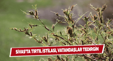 Tırtıllar Zara’lı vatandaşlara zor anlar yaşatıyor