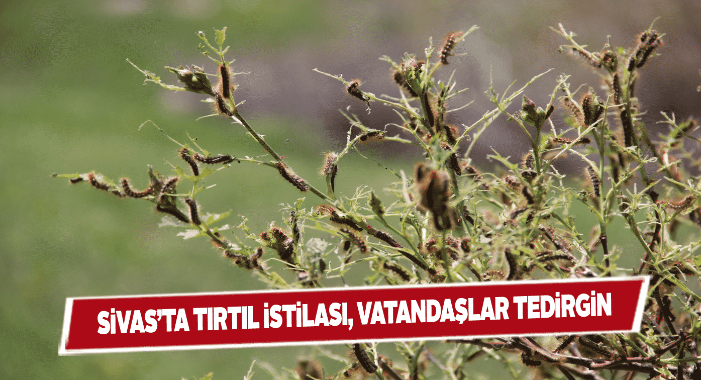 Tırtıllar Zara’lı vatandaşlara zor anlar yaşatıyor