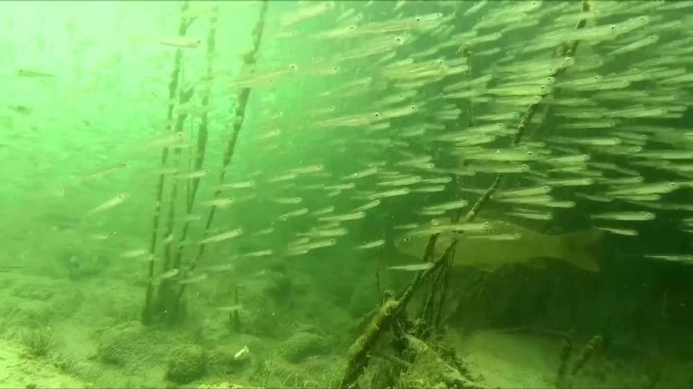Tödürge gölünün altındaki hayat görüntülendi