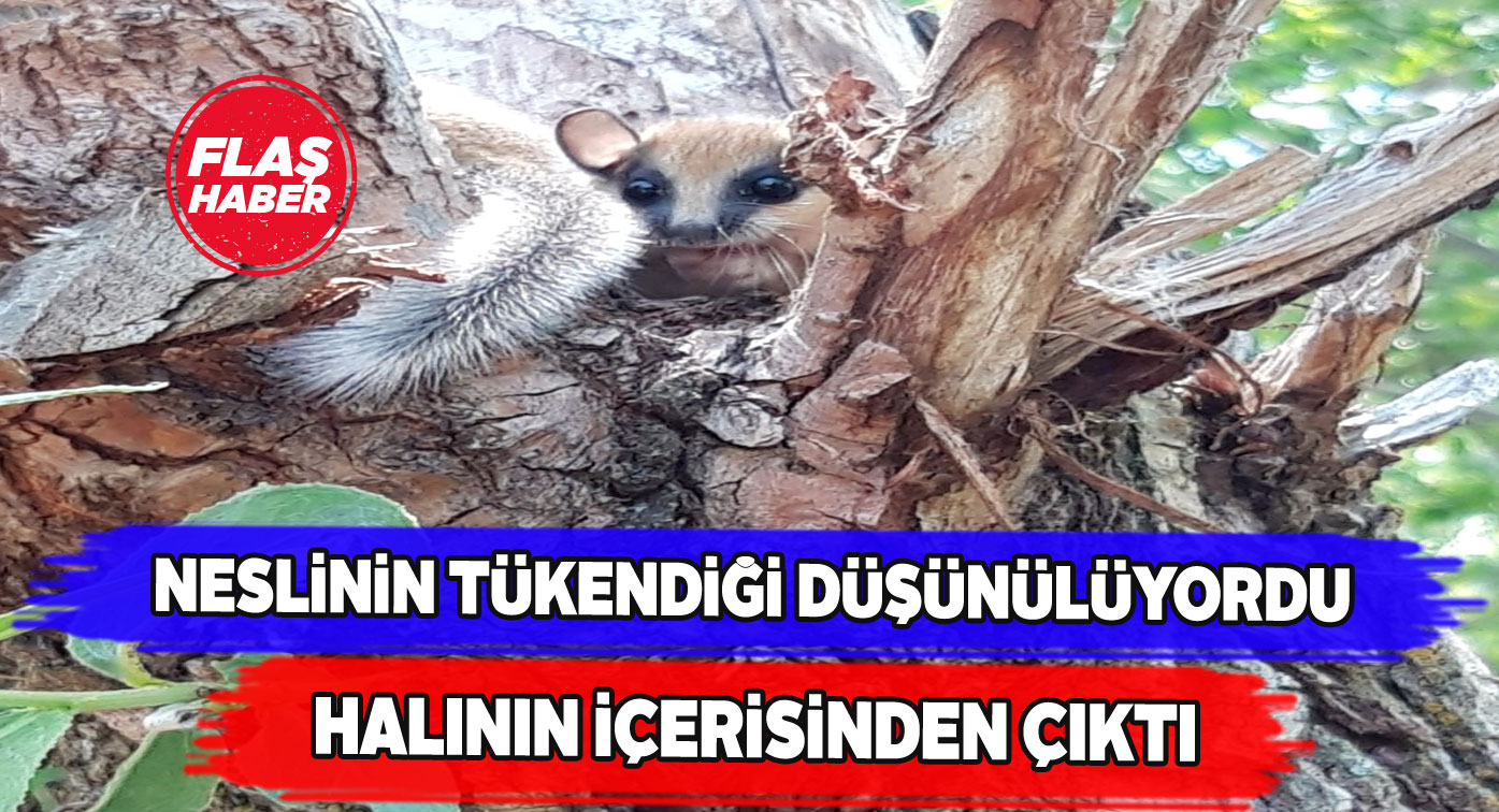 Ardiyaya yuva yapan Yediuyur kemirgeni herkesi şaşırttı