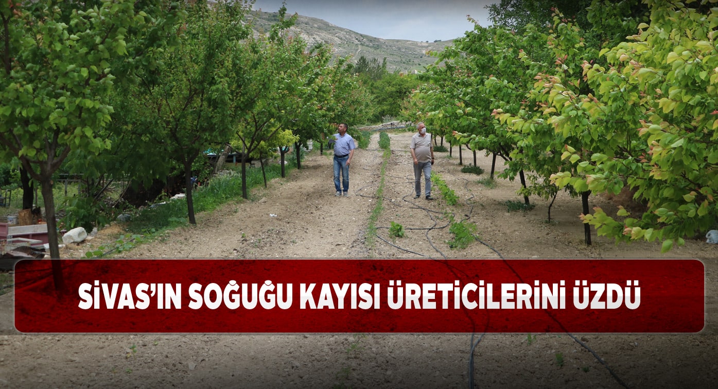 Kayısı ağaçları zirai dondan etkilendi