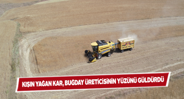 Sivas’ta buğday rekoltesi arttı