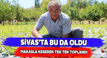 Sivas’ta çilek hasadı yapıldı!