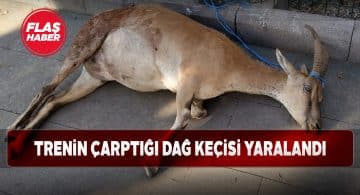 Divriği ilçesinde bir dağ keçisine tren çarptı