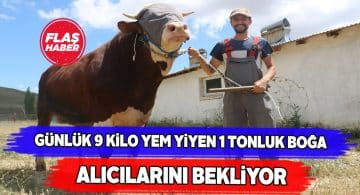 Simental cinsi dev boğa 26 bin liradan satılıyor