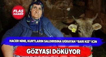 Gebe ineği için ağlayan Hacer Nine yürekleri sızlattı
