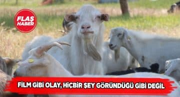 Keçi kavgasının sonu karakolda bitti