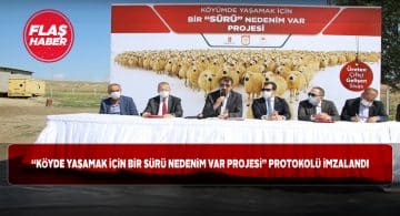 Koyun sürülerinin arasında anlamlı protokol