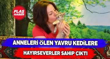 Annesiz kalan minik kediler emin ellerde!