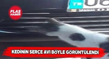 Zara’da bir kedi arabanın ön aksamındaki serçeyi avladı