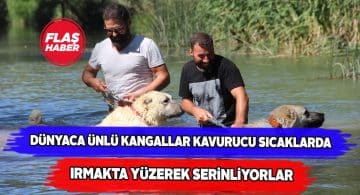 Sivas kangalları yüzerek sıcaklardan korunuyor