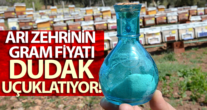 Arı zehrinin gram fiyatı şaşırtıcı