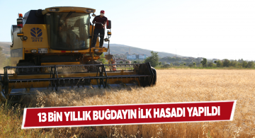 Üniversite tarafından ekilen ata buğdayı hasat edildi