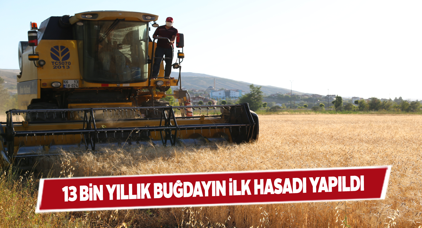 Üniversite tarafından ekilen ata buğdayı hasat edildi