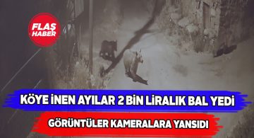 Hafik ilçesinde ayılar bal kovanlarını adeta talan etti