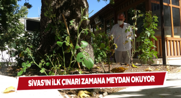 Sivas’ta 37 yıl önce ekilen çınar ağacı dimdik ayakta
