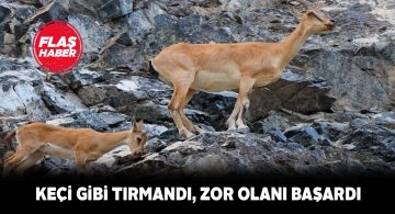 Dağ keçilerini görüntülemek için onlar gibi dağa tırmandı