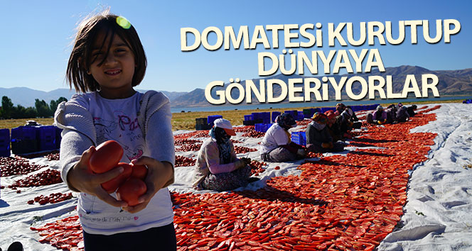 Elazığ domatesi kurutulup dünyaya gönderiliyor