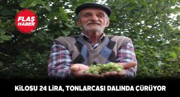 Zara ilçesinde tonlarca fındık toplanmayı bekliyor