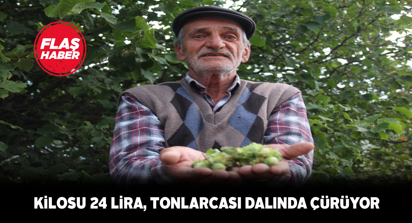 Zara ilçesinde tonlarca fındık toplanmayı bekliyor