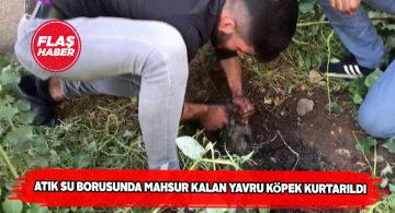 Zara’da bir can hayata yeniden bağlandı