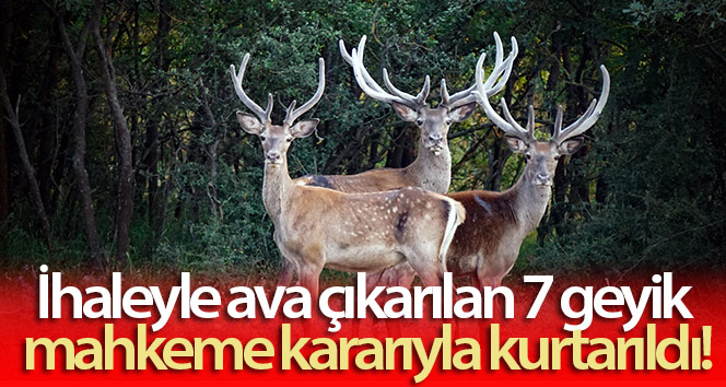 İhaleyle avlanan 7 geyik mahkeme kararıyla kurtarıldı