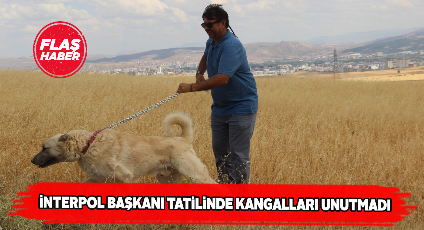 Kangal köpeklerinin milli güvenlikteki rolü güçlendi