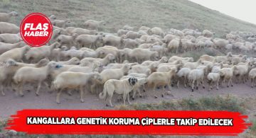 Kangallara doğar doğmaz çip takılacak