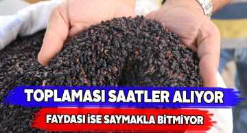 Karamuk bitkisi için çekilen zahmete değiyor!